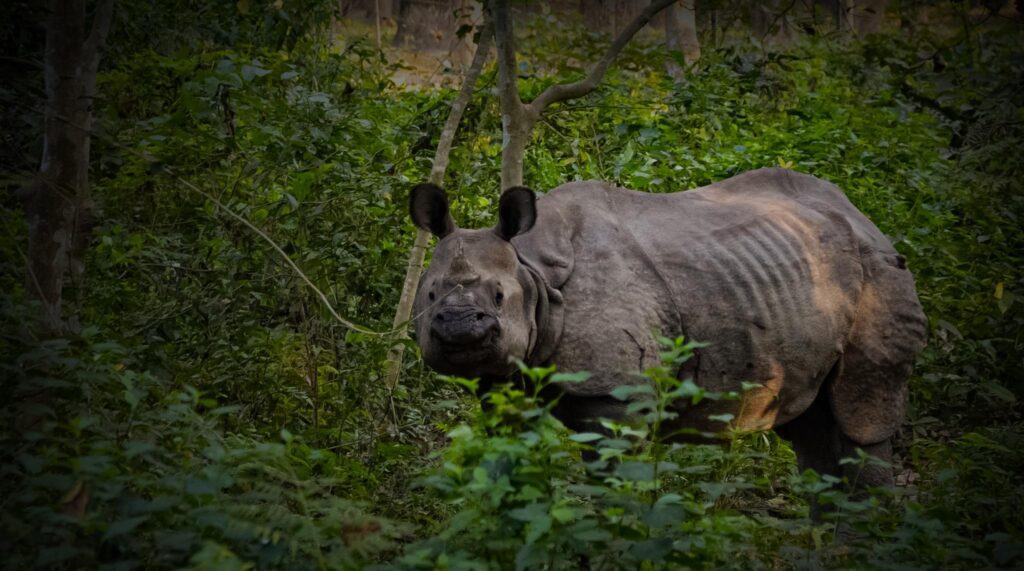 One-horned rhino in Chitwan National Park Nepal - tailor-made India Nepal tours