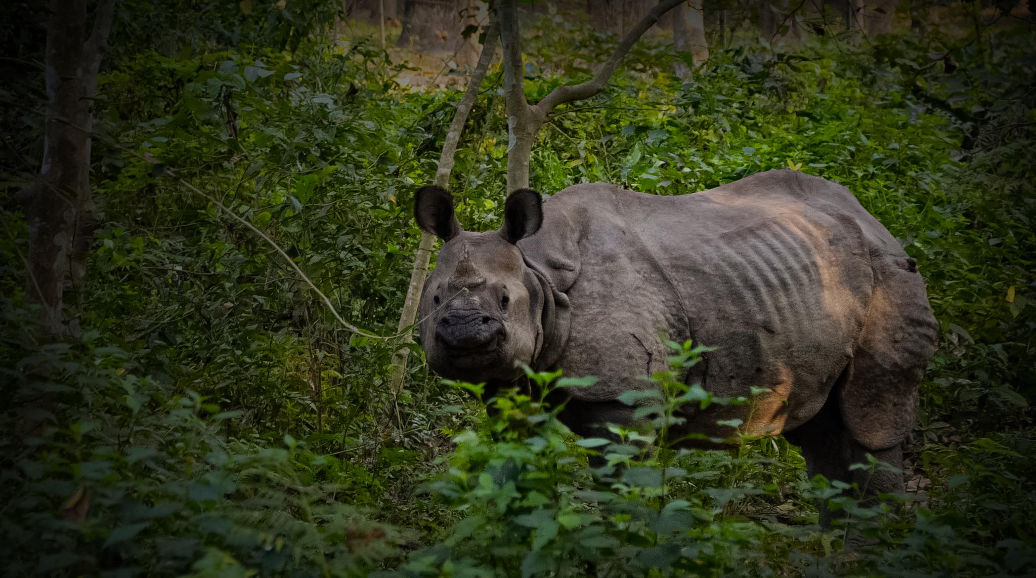 Nepal Wildlife Safari Tour 9 Days — Chitwan, Pokhara & Kathmandu