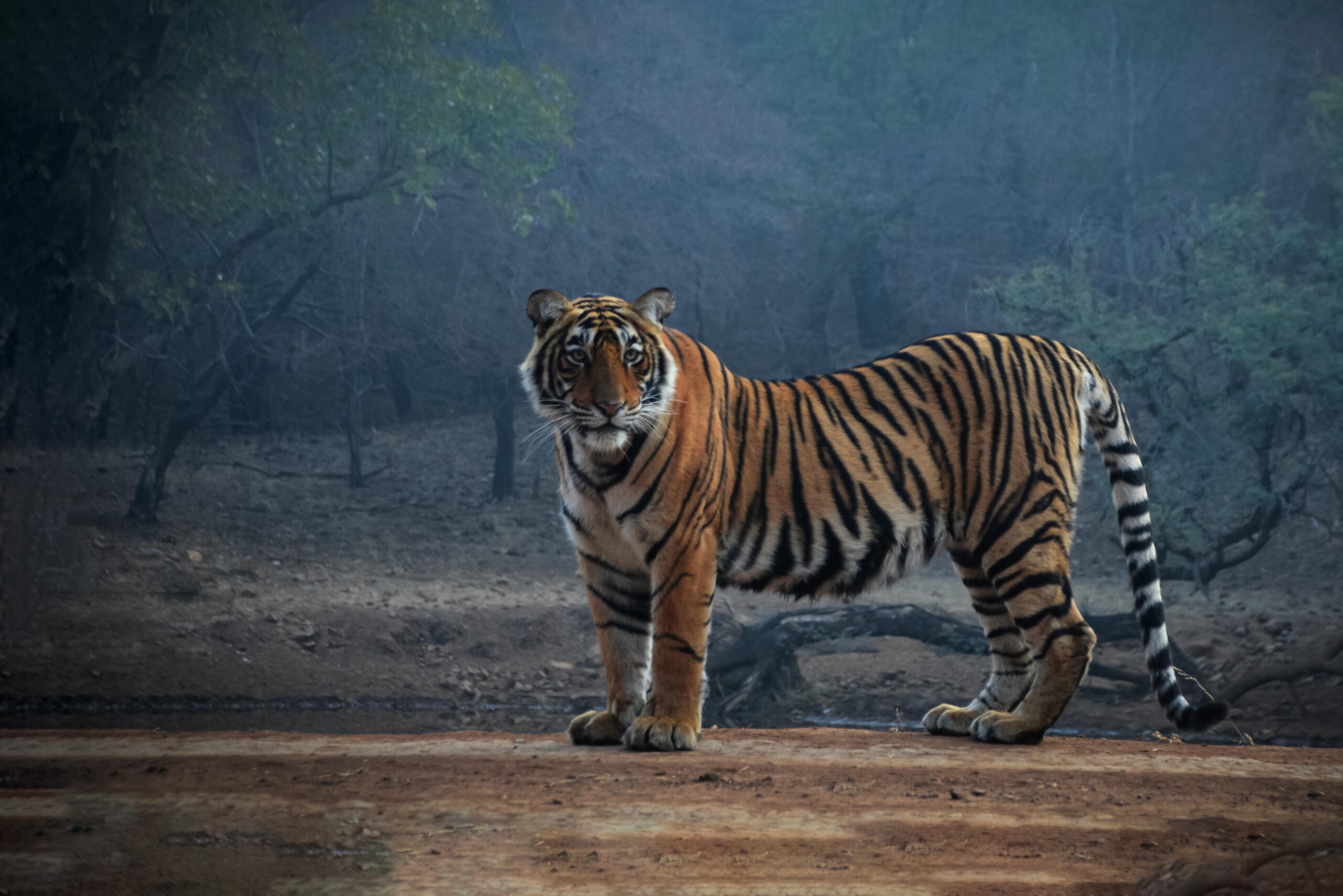 Rajasthan Wildlife Tour — 8 Days: Bharatpur Birds, Ranthambore Tigers and Jaipur Leopards