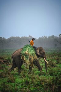 Mahouts riding elephants through wetlands in Chitwan National Park, a UNESCO wildlife reserve in Nepal