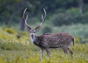 Spotted deer grazing in the grassland of Chitwan National Park, Nepal