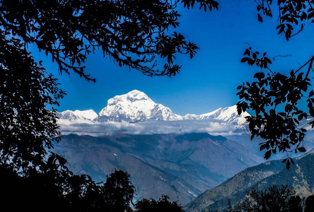 Snow-covered Annapurna peak framed by trees at dawn, Nepal