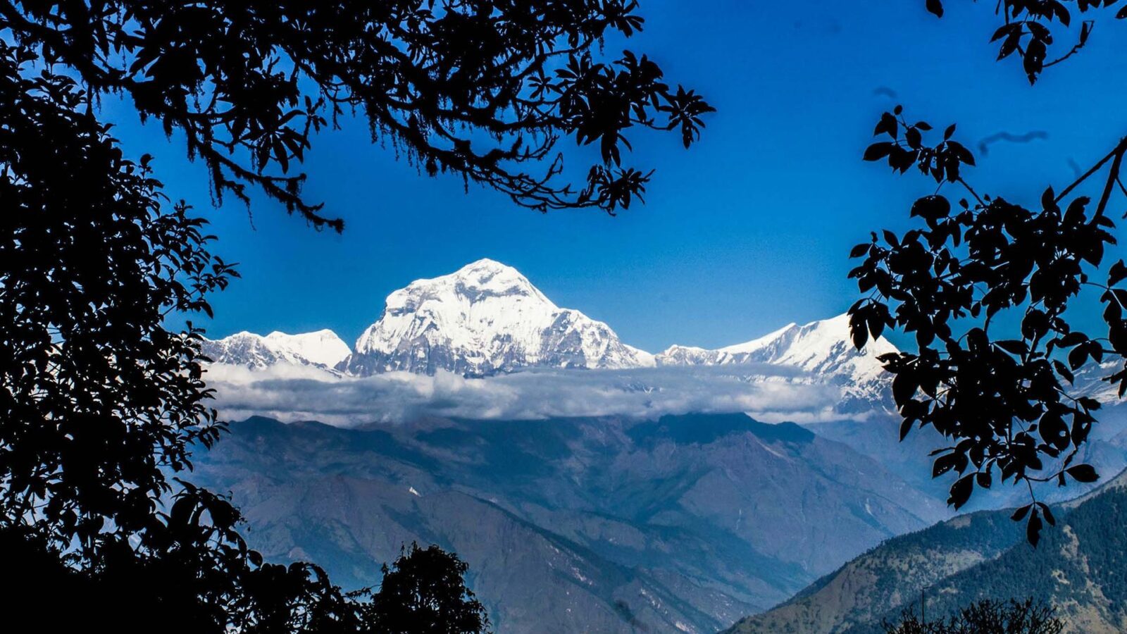 Snow-covered Annapurna peak framed by trees at dawn, Nepal