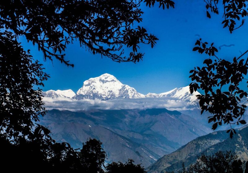Snow-covered Annapurna peak framed by trees at dawn, Nepal