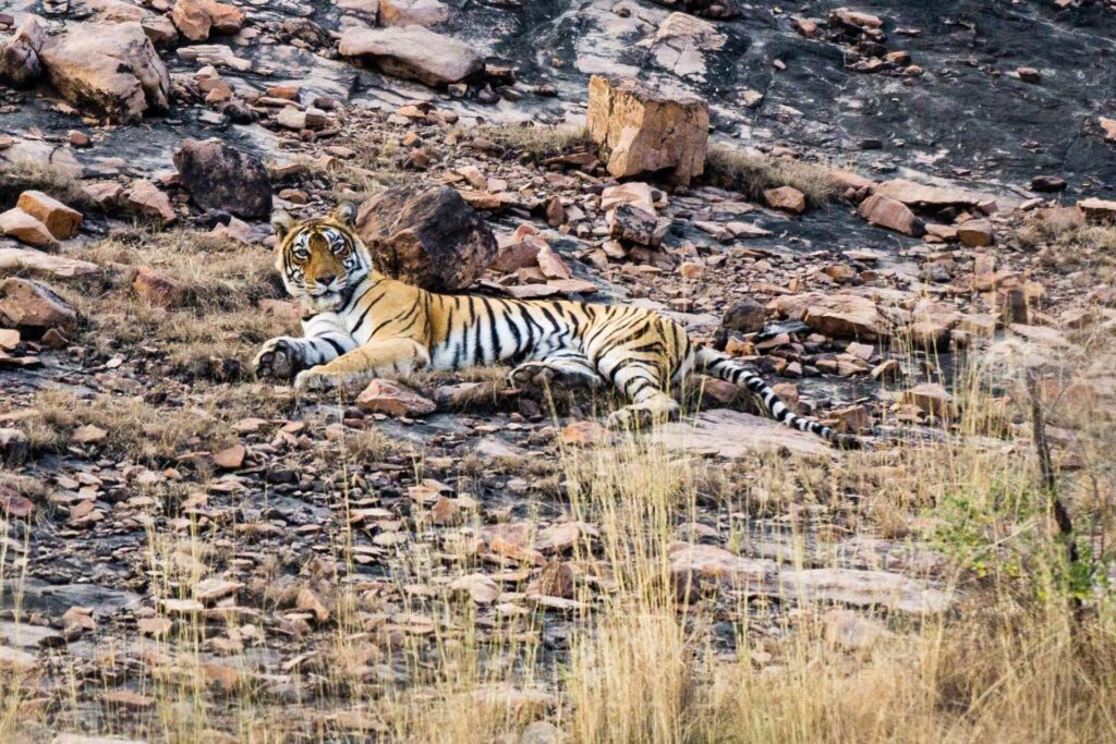 Bengal tiger resting in the dry grass of Ranthambore National Park, Rajasthan