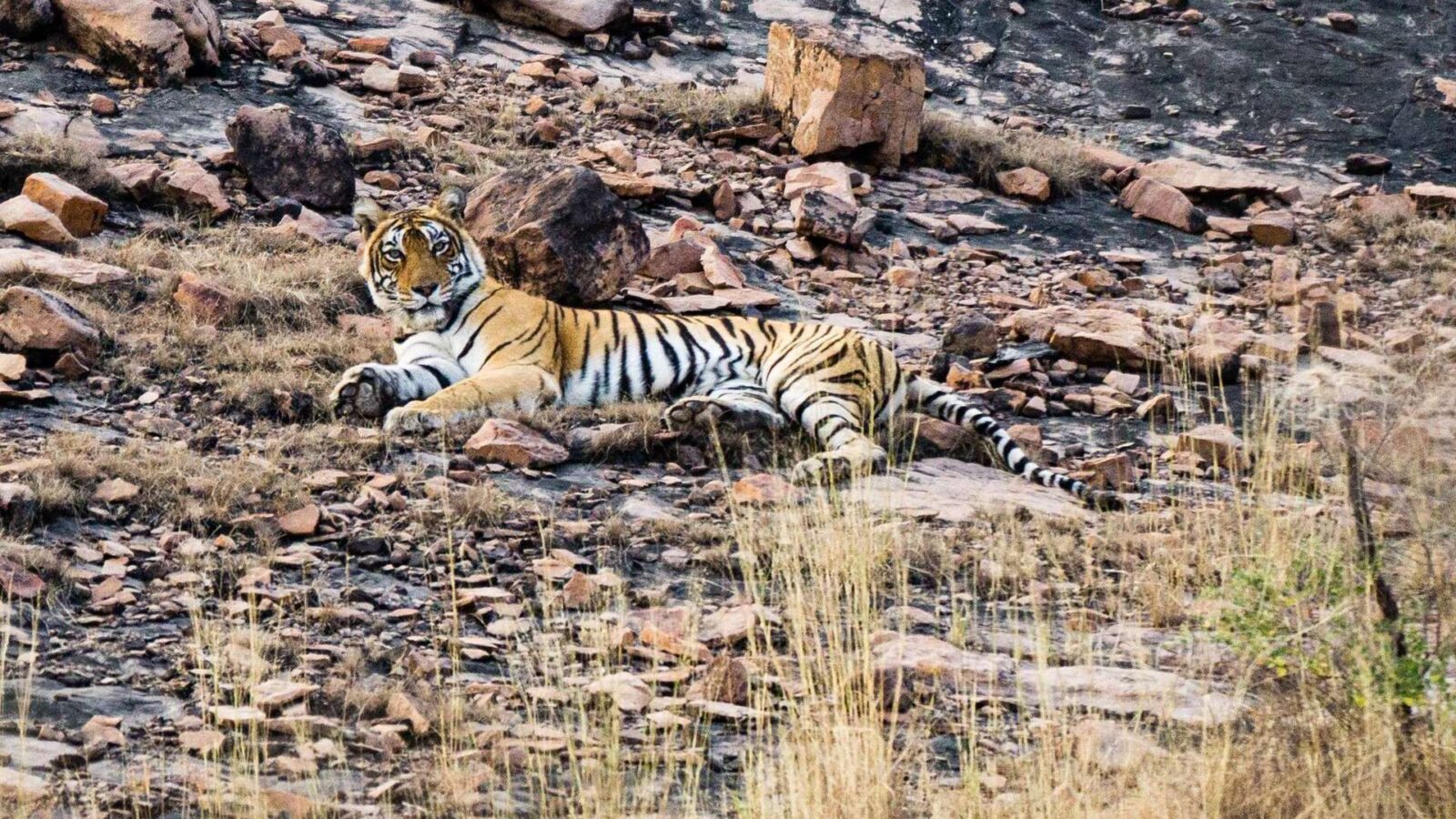 Bengal tiger resting in the dry grass of Ranthambore National Park, Rajasthan