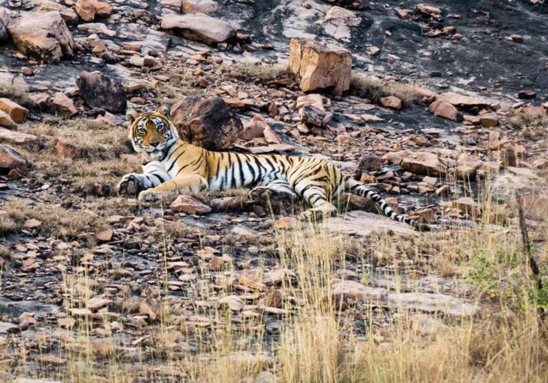 Bengal tiger resting in the dry grass of Ranthambore National Park, Rajasthan