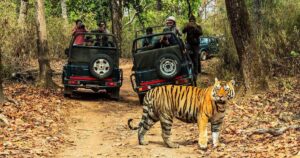 Tiger crossing in front of open safari jeeps in Ranthambore National Park