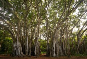 Ancient banyan trees inside Ranthambore National Park, Rajasthan